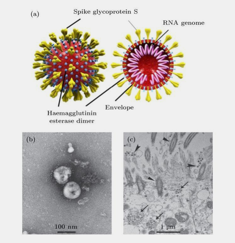 Influenza vaccine-8