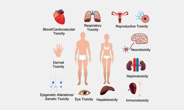 Specific-Target-Organ-Toxicity