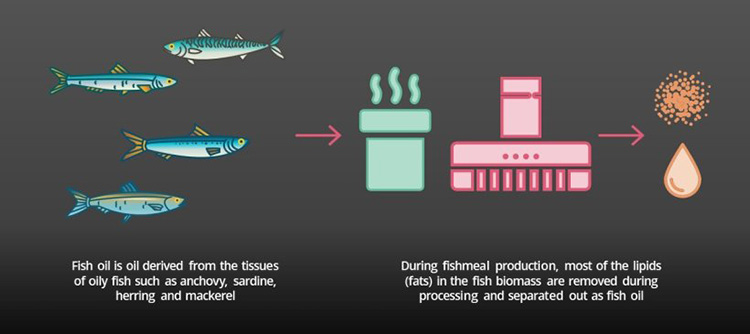 How-Is-Fish-Oil-Manufactured