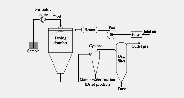 Single stage spray dryer